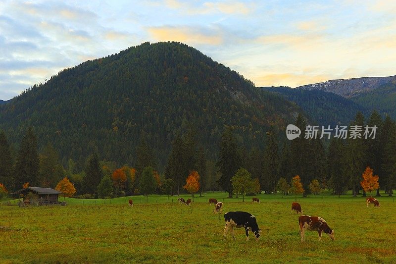 奶牛畜牧业在阿尔卑斯景观附近的卡文德尔山脉和巴伐利亚阿尔卑斯山在德国-雄伟的高山景观在金色的秋天，戏剧性的蒂罗尔山全景和田园式的蒂罗尔草地，奥地利