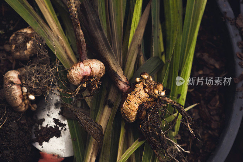 在花园里种植的鳞茎植物