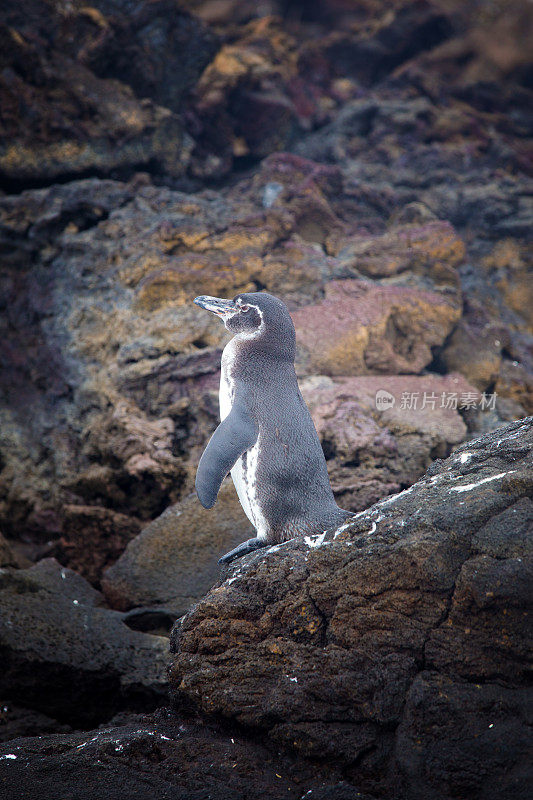 巴托洛梅岛上的加拉帕戈斯企鹅(加拉帕戈斯)