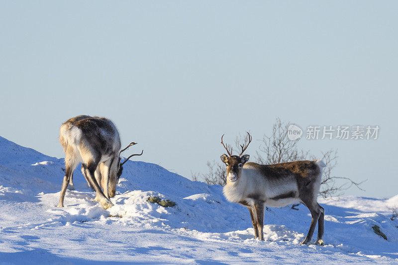 冬天，挪威北部的驯鹿在雪地里吃草