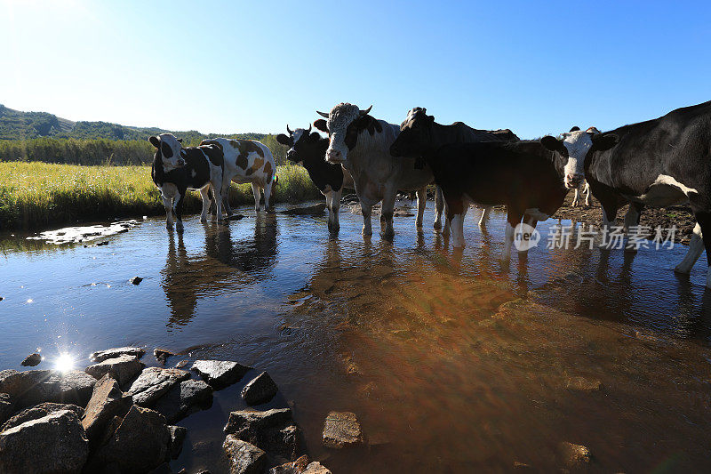 好奇的奶牛看着摄像机在河中疯狂行走