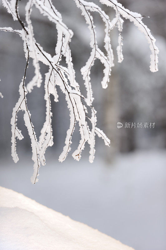 冬天的场景。刚刚下过雪。