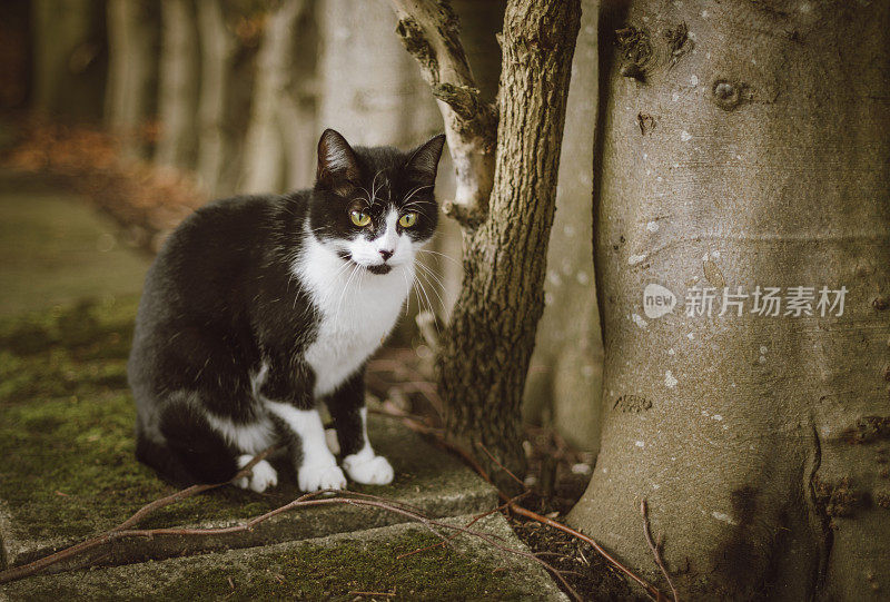 小燕尾服汤姆猫