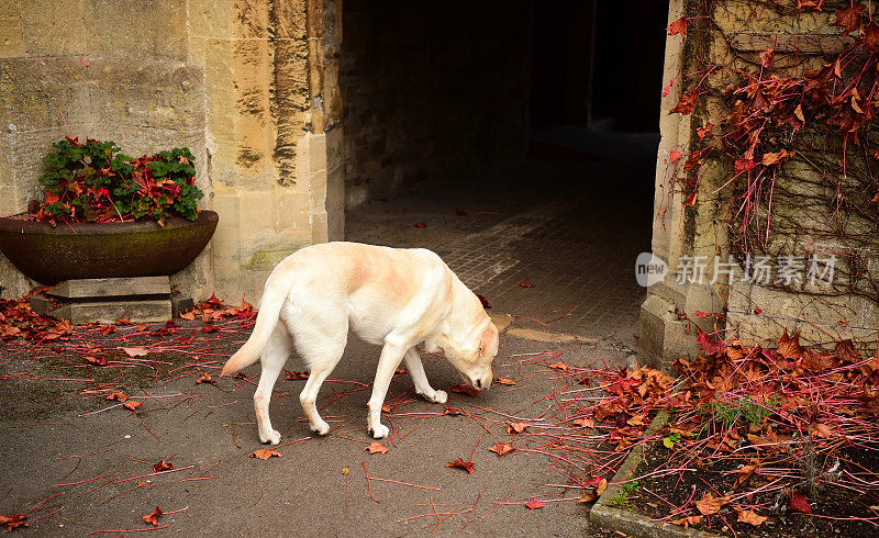 英国的拉布拉多寻回犬