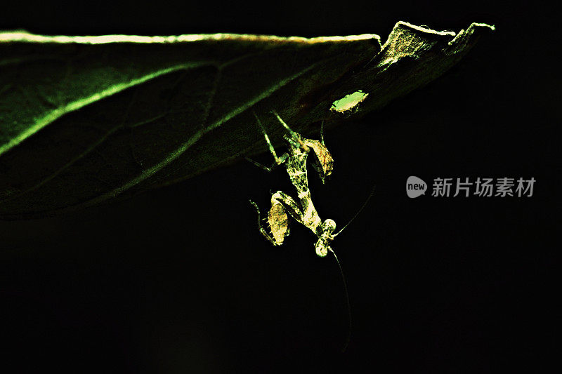 螳螂看着镜头倒立在绿叶下(黑色背景)