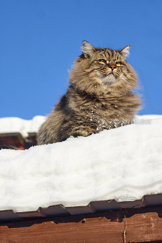 大西伯利亚猫在雪蓝的天空