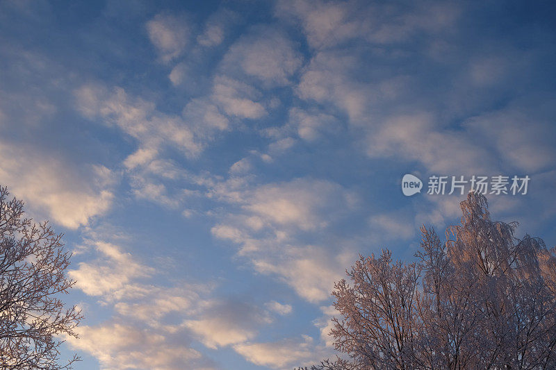 在蓝天的背景下，树上的雪树枝