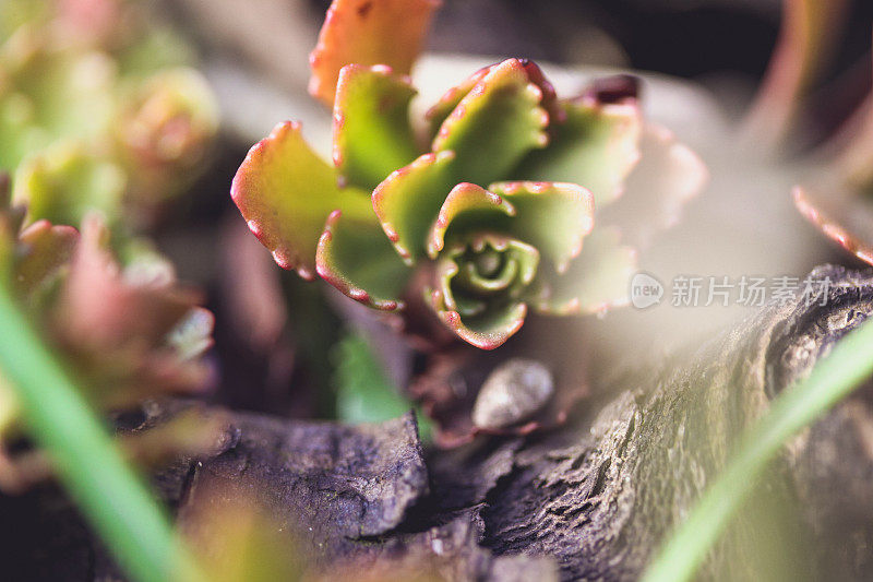 森林植物特写