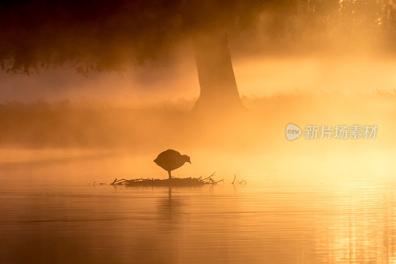 日出时分，金色薄雾池塘上的欧亚白骨顶的剪影