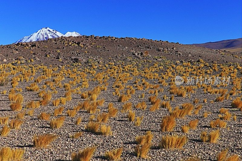 智利安第斯高原的日出和火山，田园诗般的阿塔卡马沙漠，白雪皑皑的火山草原普纳景观全景-安托法加斯塔地区，智利安第斯，智利，Bolívia和阿根廷边境