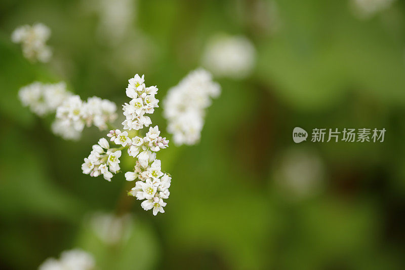 荞麦花