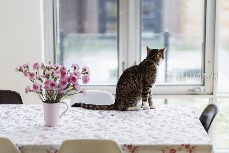 虎斑猫坐在餐桌上放着花