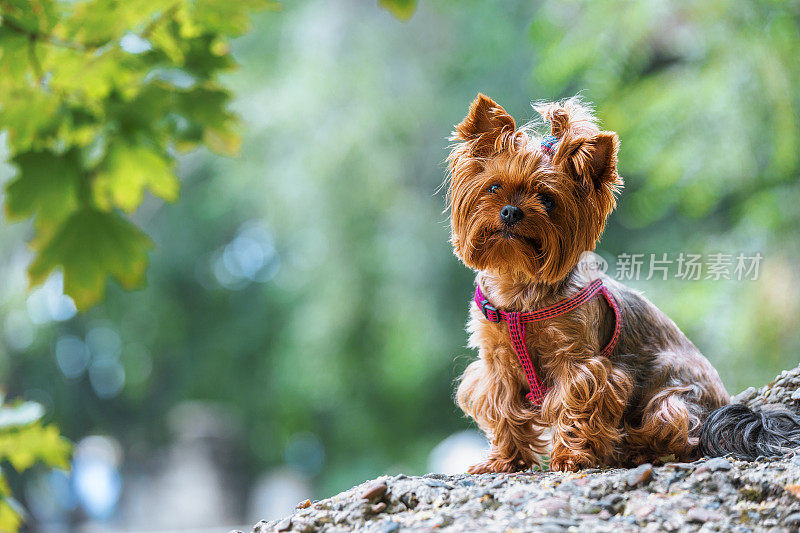 可爱的约克郡犬坐在岩石上看镜头
