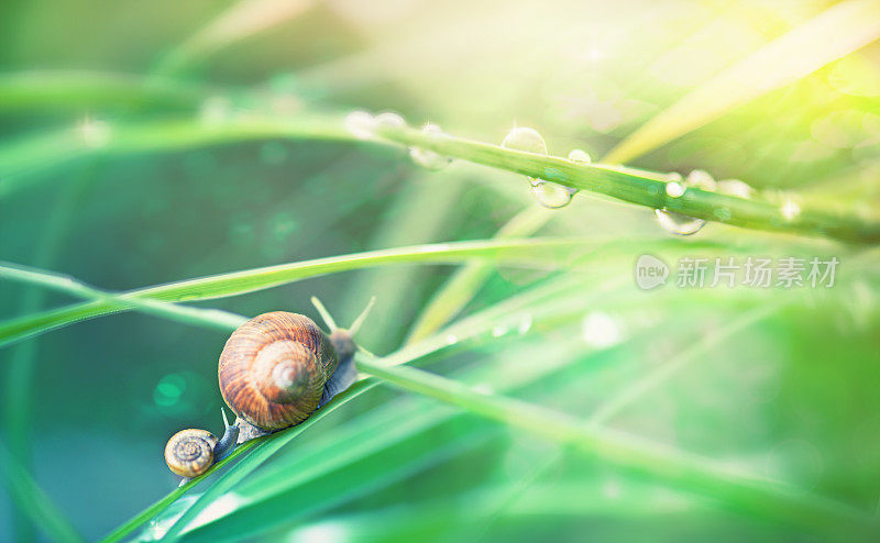 蜗牛在草地上