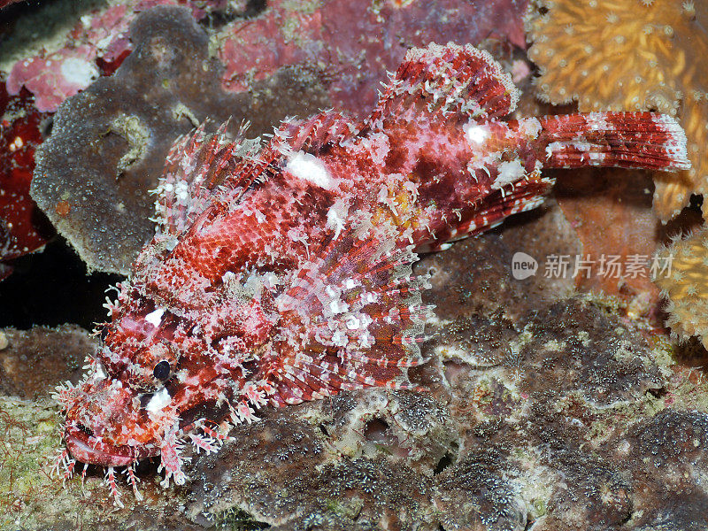水下鱼类深海海洋生物蝎子鱼