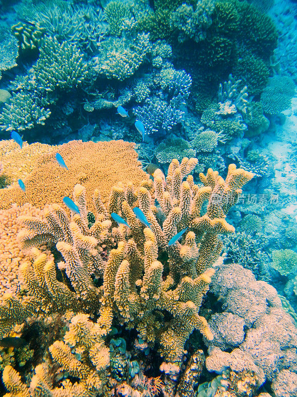 塔韦乌尼海岸外的索摩索摩海峡的珊瑚礁