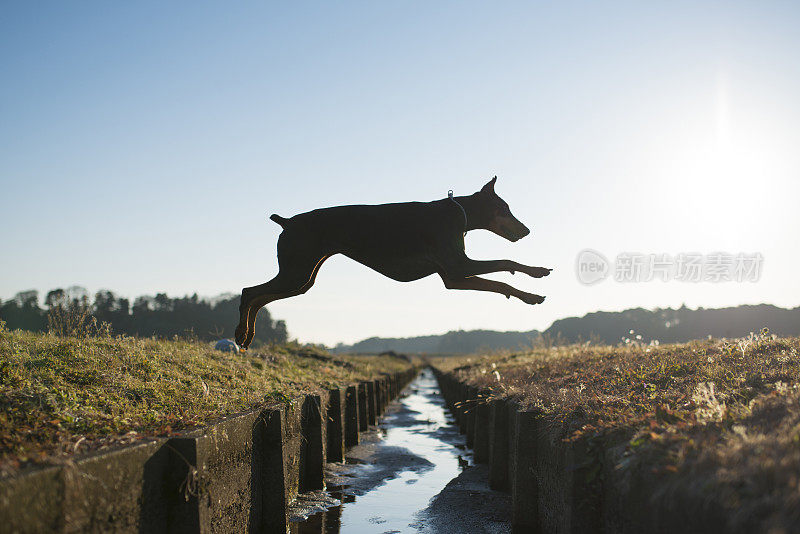 杜宾犬在水上跳跃