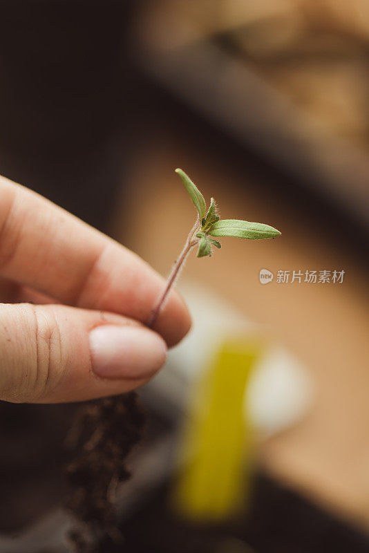 女子种植番茄苗