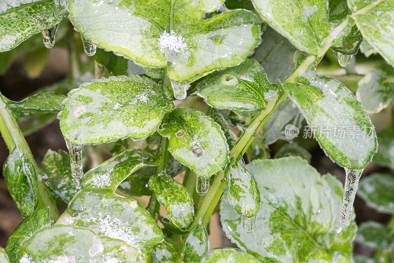 芹菜田，香菜田，冰雨