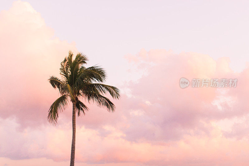 粉色棕榈滩