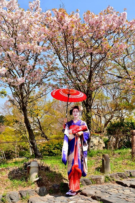 日本妇女在樱花下站在宫子的服装，京都