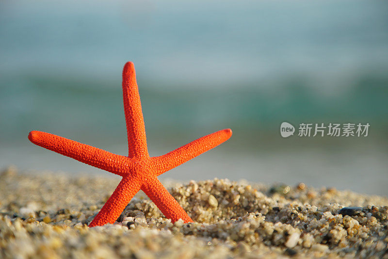 海滩上的红海星