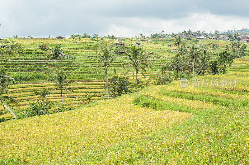 印尼巴厘岛乌布的水稻梯田