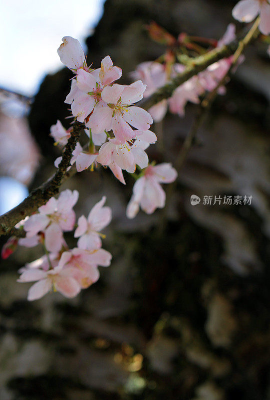 小小的花朵