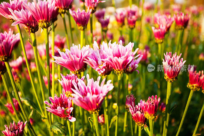 清迈省的粉红色菊花花坛和花园