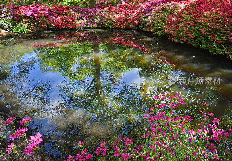 杜鹃花在五月开花