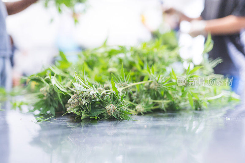 大麻植物在人造光下生长