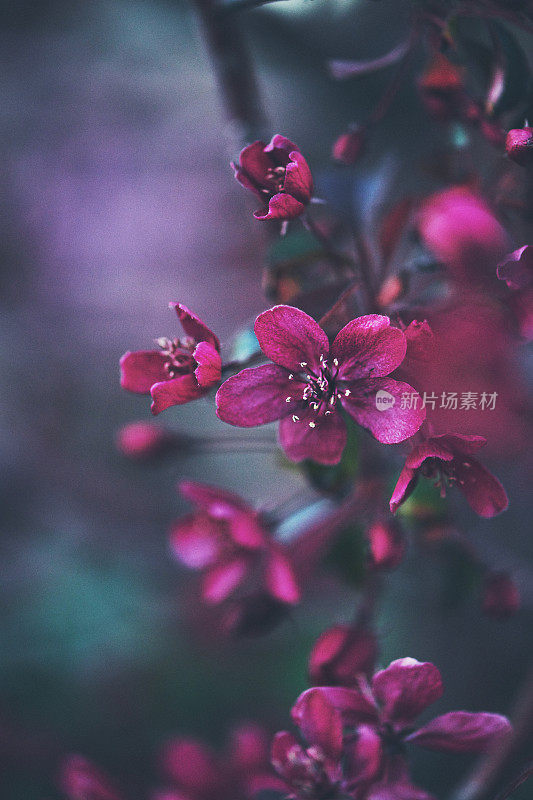 深色的自然背景与深粉红色的花