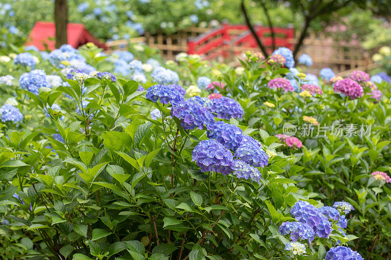 蓝色绣球花花