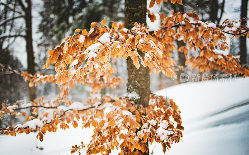 雪中的冷杉枝