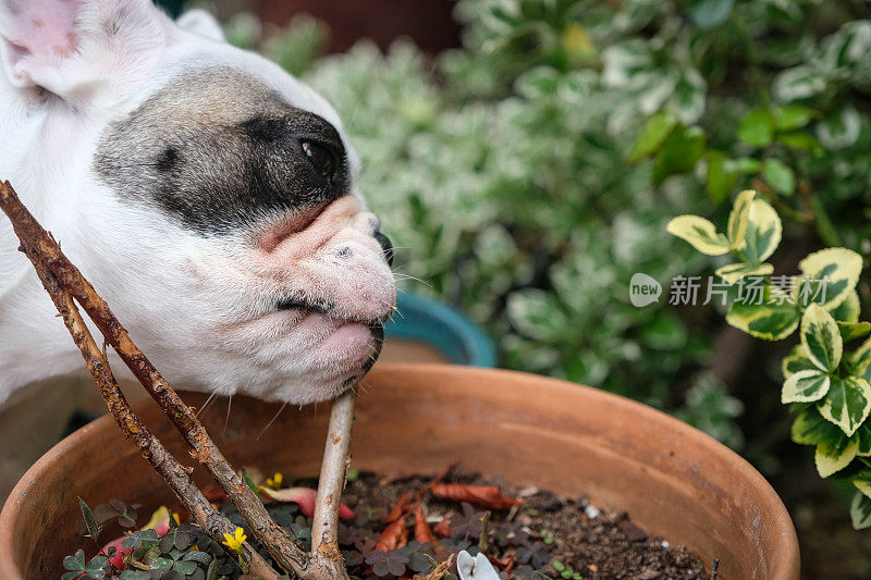 一只法国斗牛犬在啃盆栽