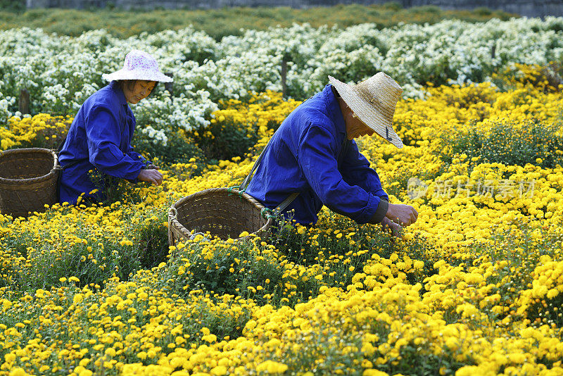 在中国采茶用菊花