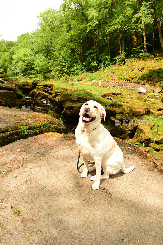 拉布拉多寻回犬