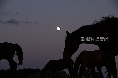 月亮与马