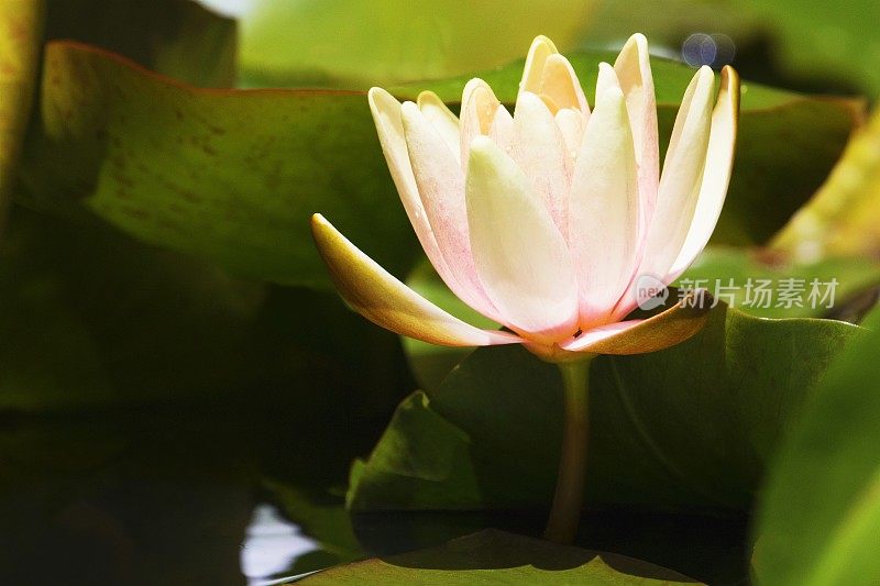 美丽的粉色荷花睡莲在一个池塘-睡莲漂浮在一个池塘