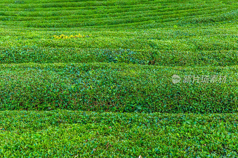 茶园景观，Rize，土耳其