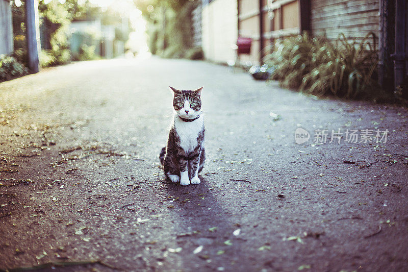 一只虎斑猫坐在巷子中央