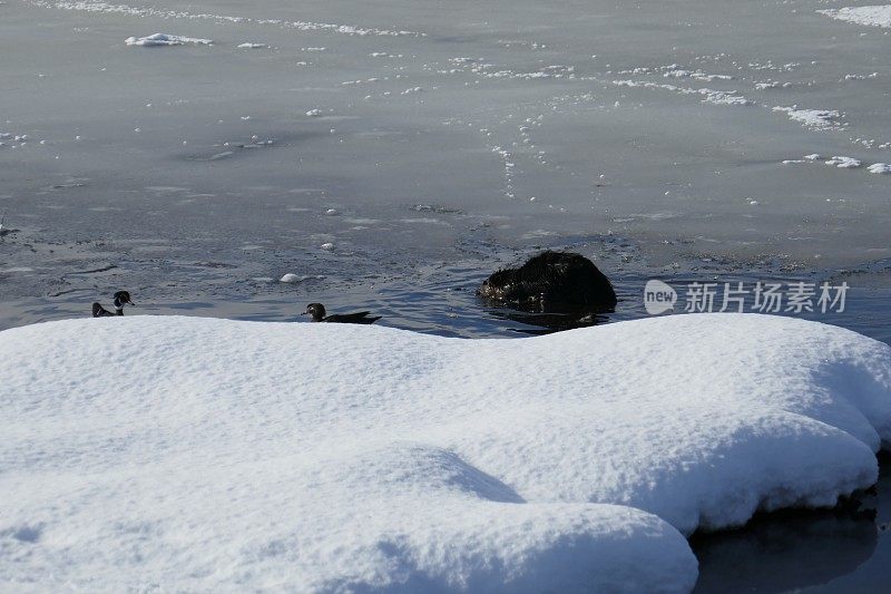 海狸冬季生存