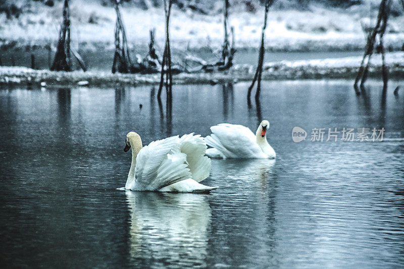 多瑙河冬景第一场雪――一对天鹅在求爱。
