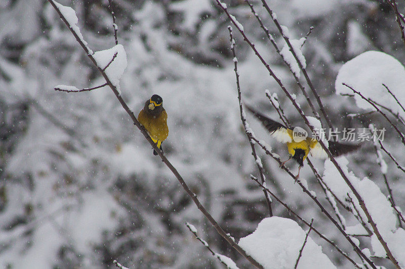 两只晚鸟在雪中，一只在飞