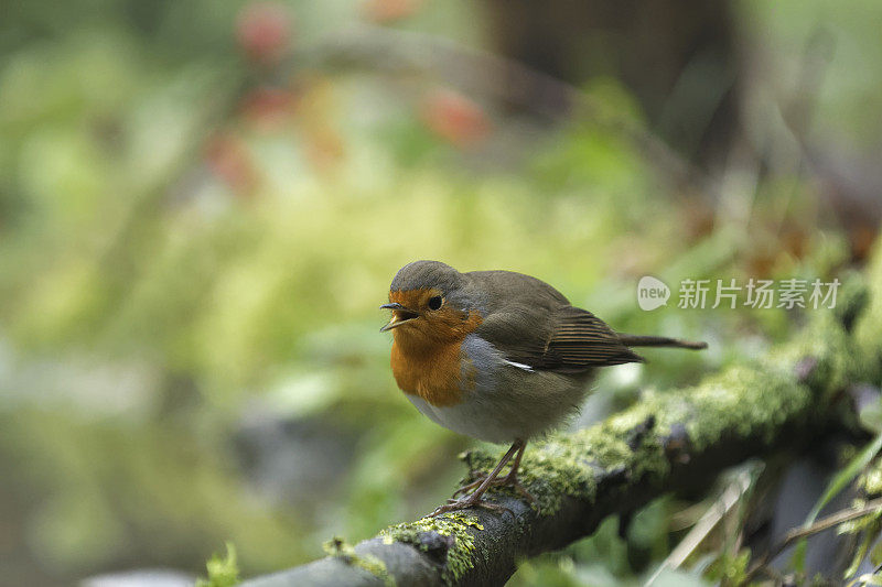 罗宾唱歌(红心rubecula)