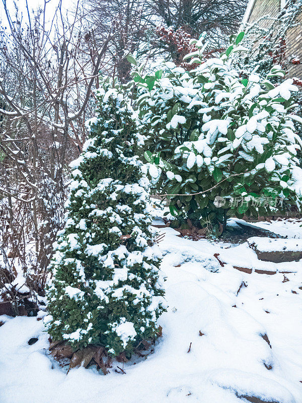 真正的圣诞树在下雪的一天