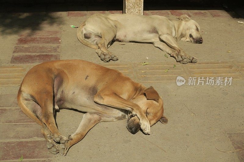 印度街头流浪狗的形象，无家可归的杂种狗在睡觉