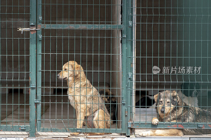 在动物收容所等待被收养的狗