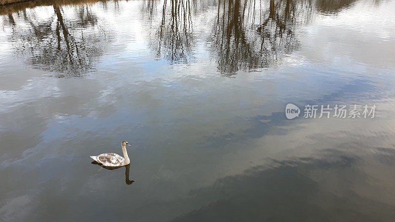 小天鹅在湖上游泳，树上倒影