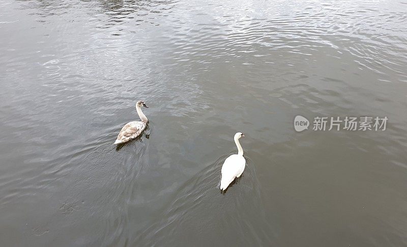 小天鹅在湖里游泳